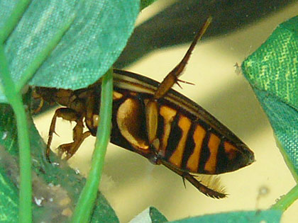 ゲンモ♀です^^!